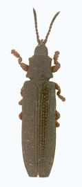   Nesohispa  habitus. 